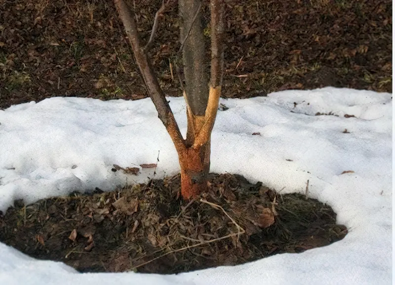 При пошкодженнях кори дерево потрібно обмотати поліетиленом