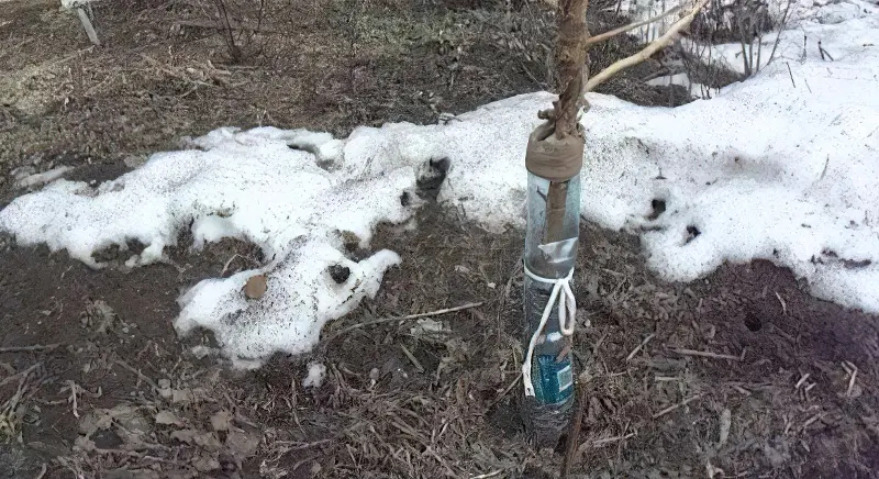Захист дерева від гризунів взимку