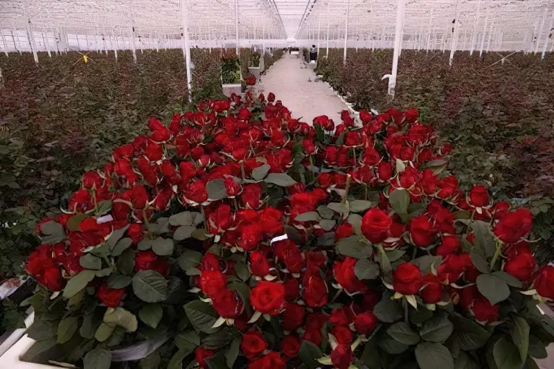 Вирощування троянд в тепличних умовах – справа не з простих