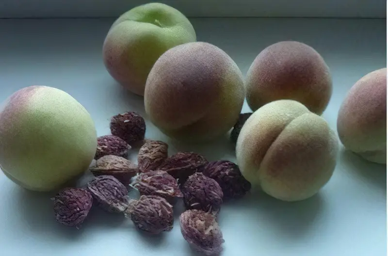 Персикові кісточки рекомендують висаджувати в осінній період