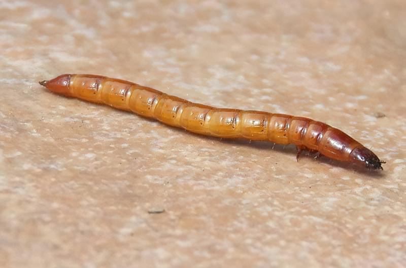 Дротянка - личинка жука