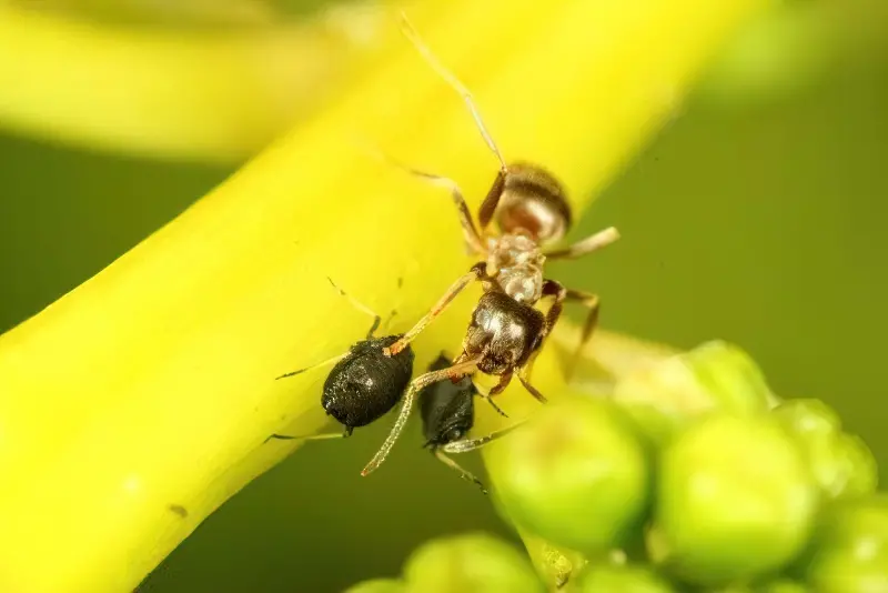 Превентивні заходи для уникнення появи попелиці та мурах на яблунях