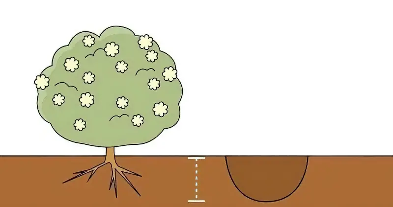 Розмір посадкових ям безпосередньо залежить від об'єму кореневої системи саджанця