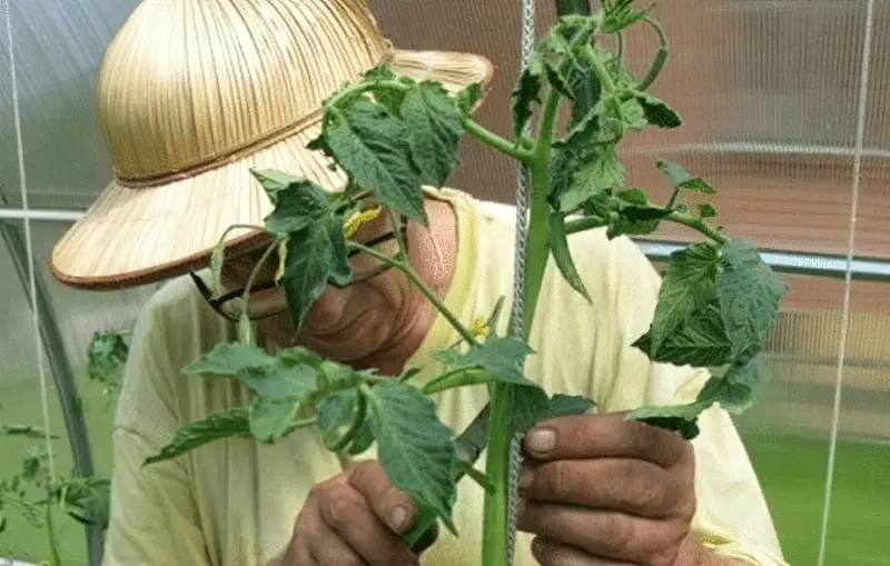 Чоловік проводить обрізку томатів
