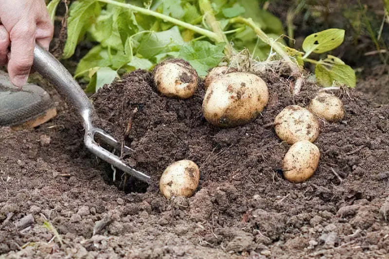 Ручний спосіб викопування картоплі за допомогою вил