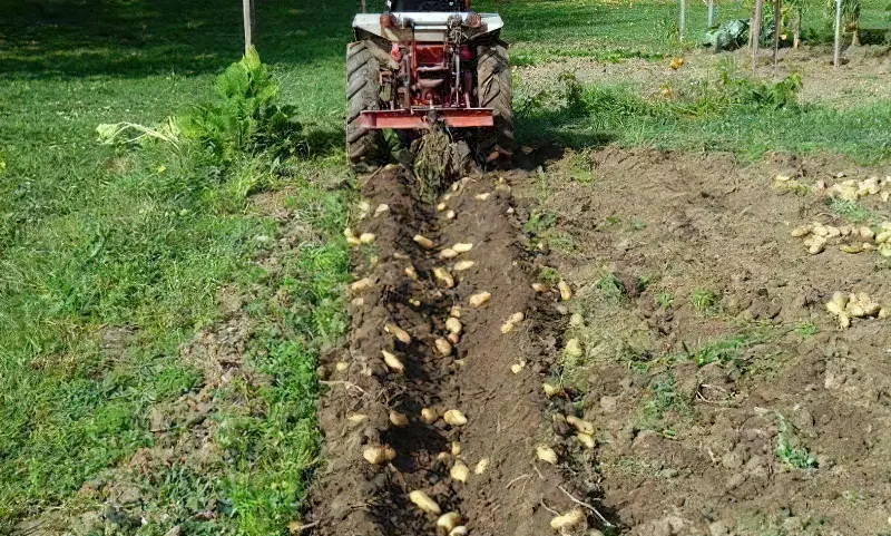 Збір врожаю картоплі за допомогою культиватора
