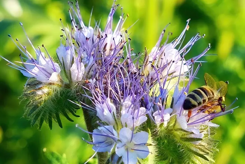 Фацелія не тільки сидерат, але і аттрактор для бджіл