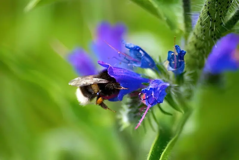 Ехіум приваблює бджіл у сад