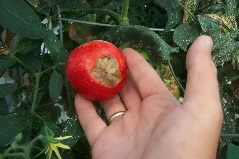 Хвороба помідорів - вершинна гниль