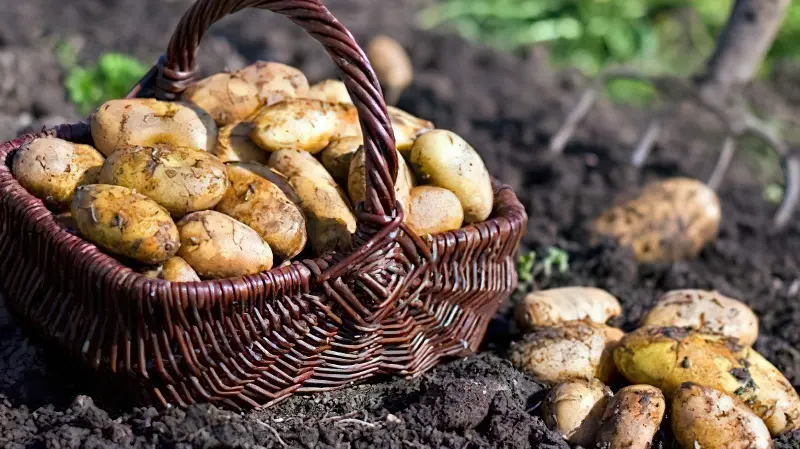 Полив збільшує врожайність картоплі