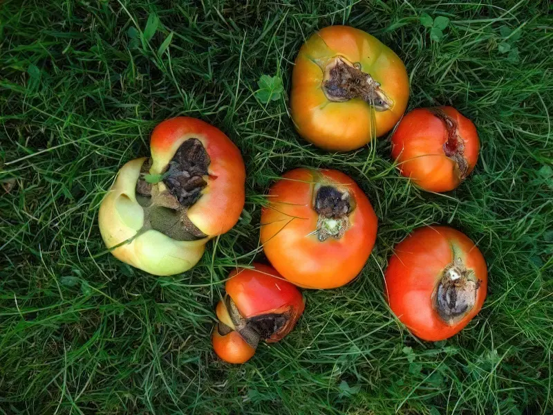 Фітофтора - основна причина гниття плодів томатів відкритого грунту