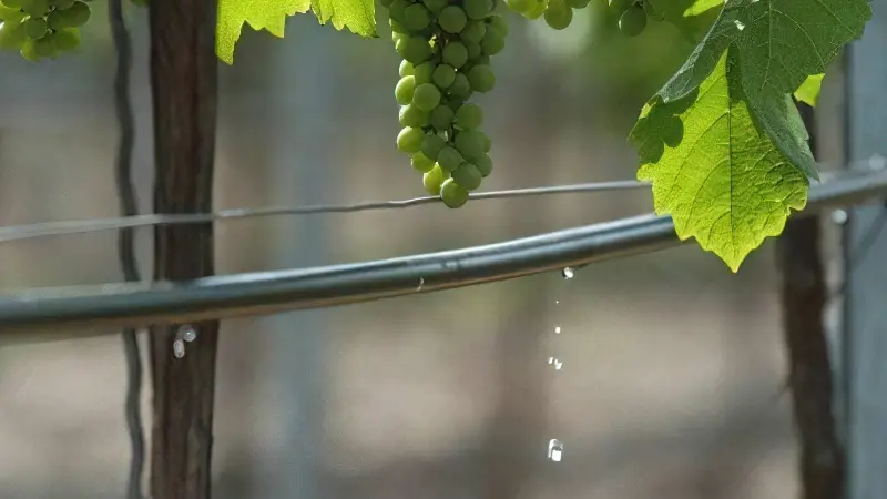 Крапельний полив при вирощуванні винограду