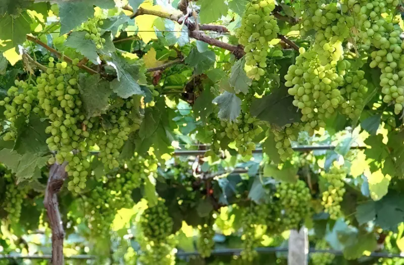 Існують сорти винограду, які біологічно схильні до осипання зав'язі