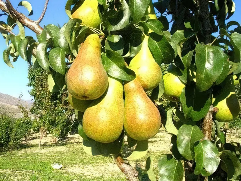Груша Бере Боск має великі плоди вагою до 180 г