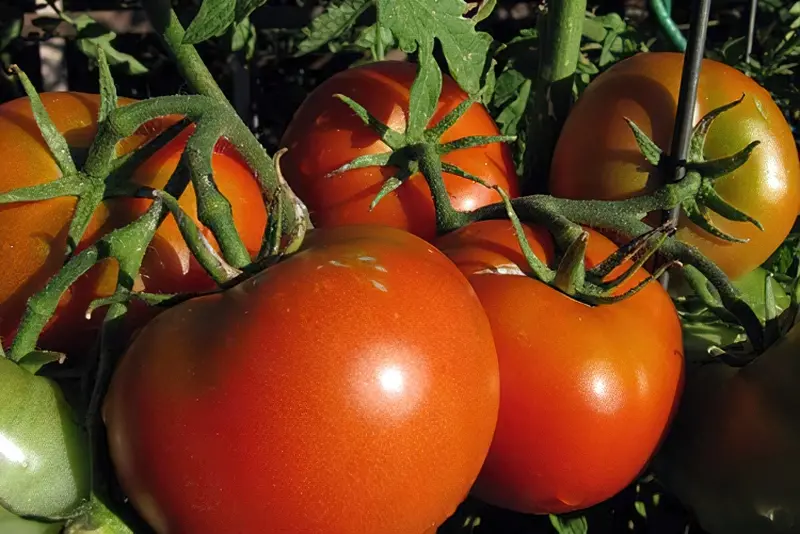 Великі томати - результат підгодівлі правильними добривами