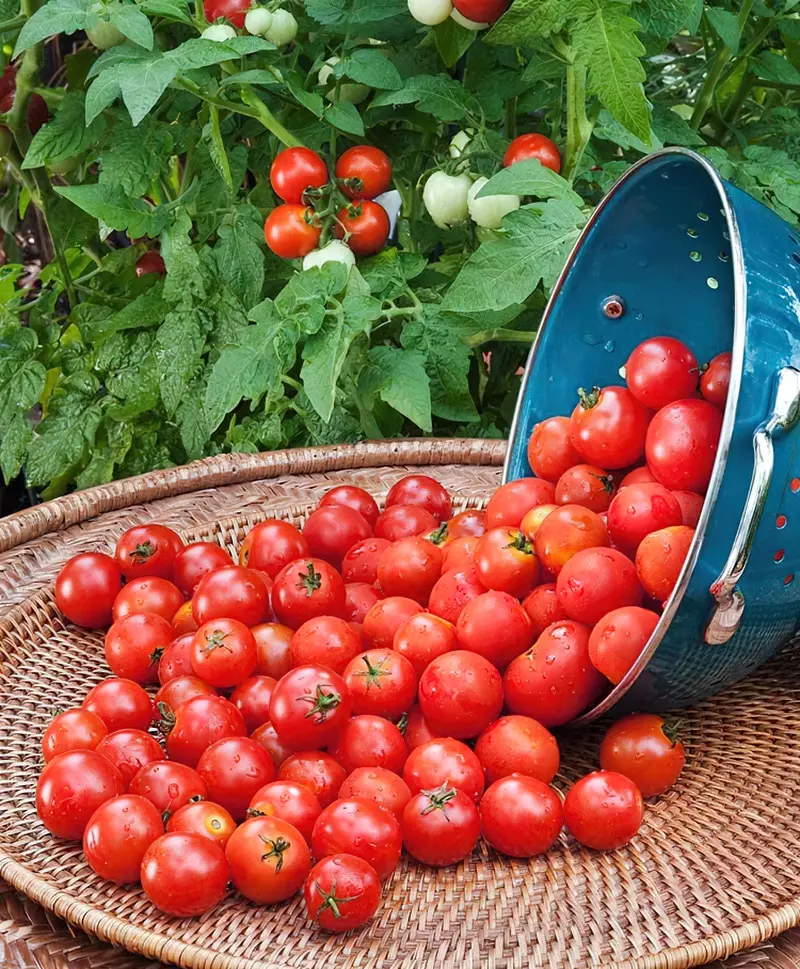 Агротехніка томатів черрі аналогічна 