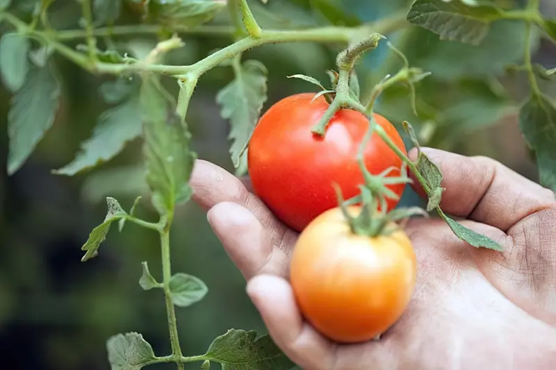 Переваги дозрівання помідорів