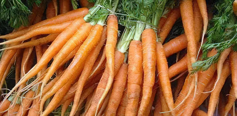 Вирвана рання морква пучкова