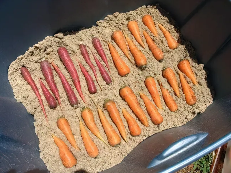Зберігання моркви в піску