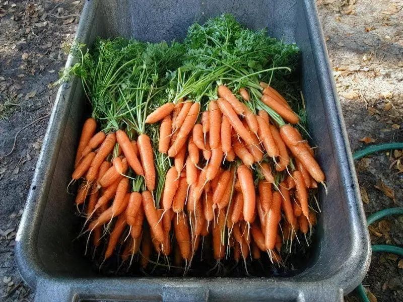 Для тривалого зберігання підходять далеко не всі сорти моркви