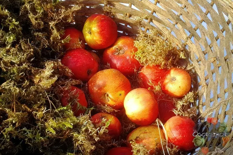 як зберегти яблука до весни