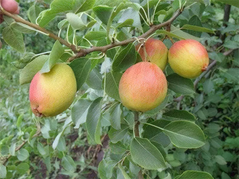 За формою фрукти віддалено нагадують яблука