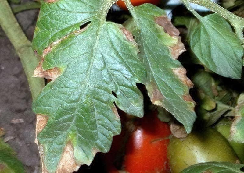 Ржавчина на листьях томатов в теплице фото и их лечение