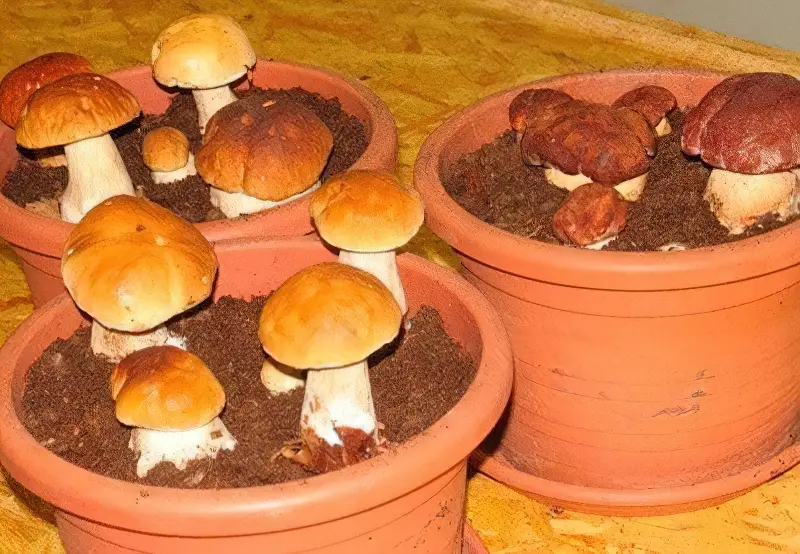Улюблені багатьма білі гриби вирощують в квіткових горщиках