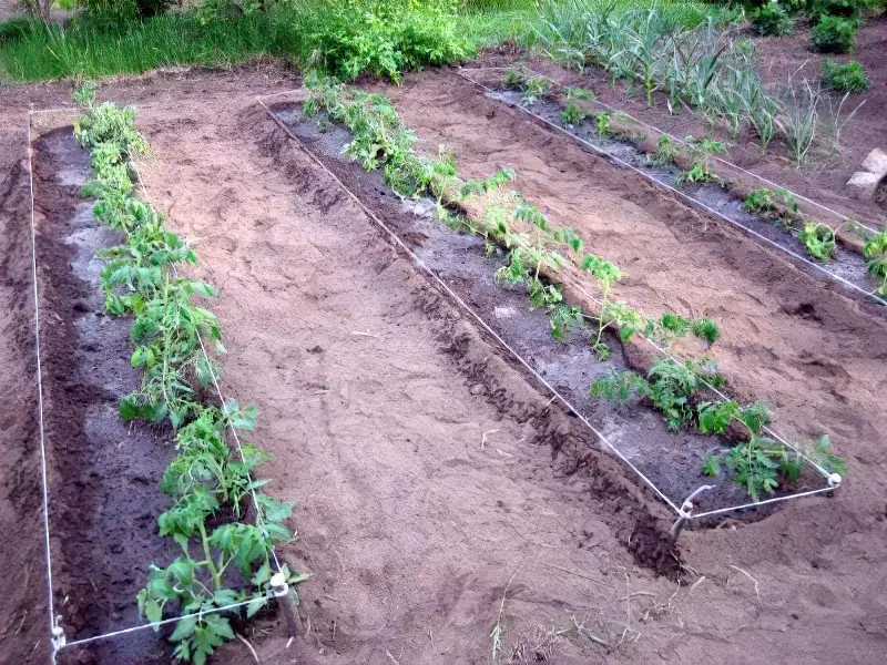 Рясний полив і підгодівля томатів у відкритому грунті