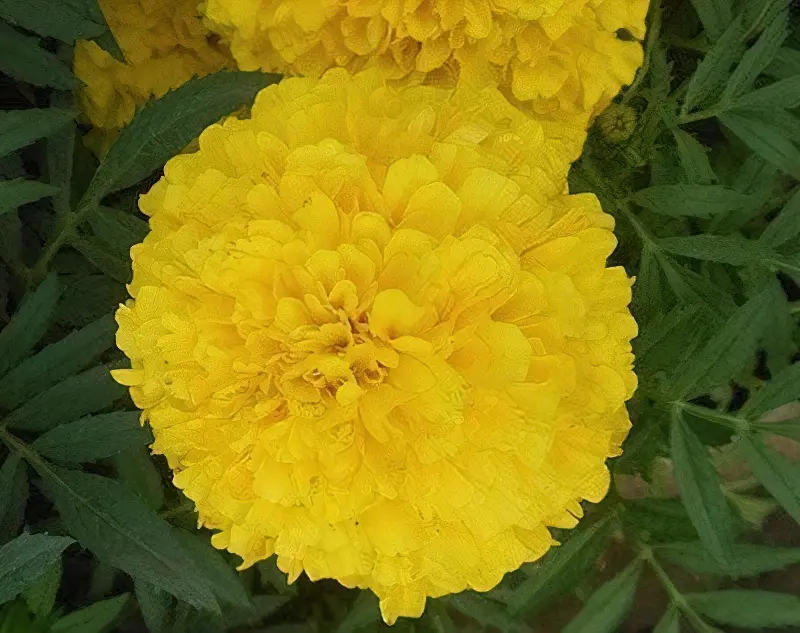 Тайшан Еллоу мають густі квітки