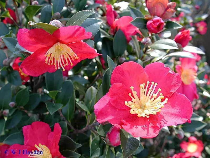 Камелія сазанка (Camellia sasanqua), сорт Yuletide