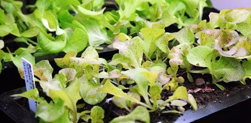 Вирощування салату на підвіконні