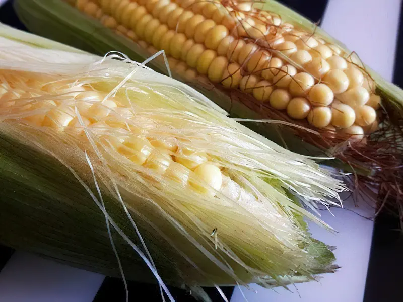 Порівняння зовнішнього вигляду кормової та харчової кукурудзи