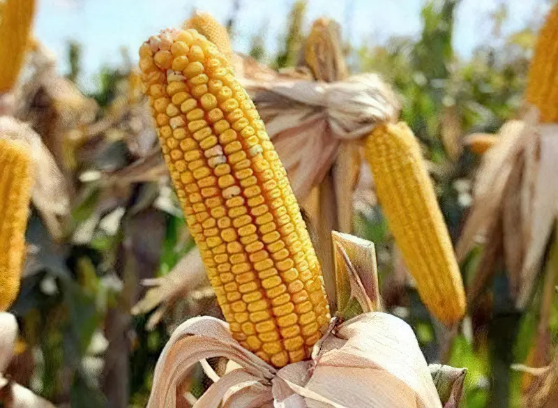 Вирощування кукурудзи на зерно і корми