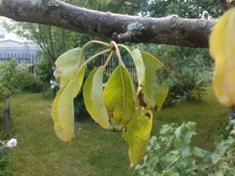 Якщо у груші жовтіють листя-дерево подає сигнал лиха