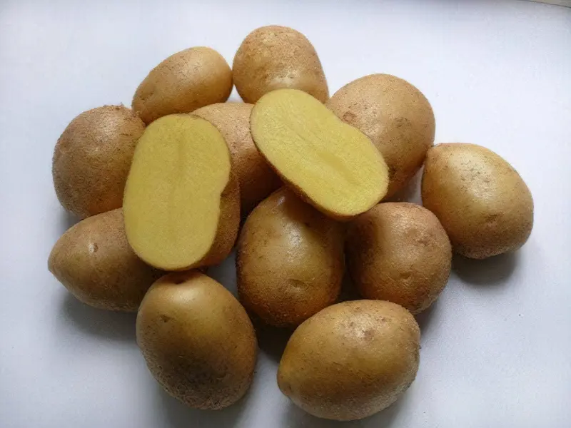 Прекрасний товарний вигляд картоплі