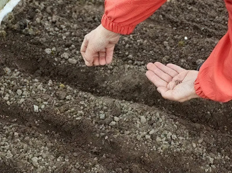 Як посадити буряк у відкритий ґрунт розсадою