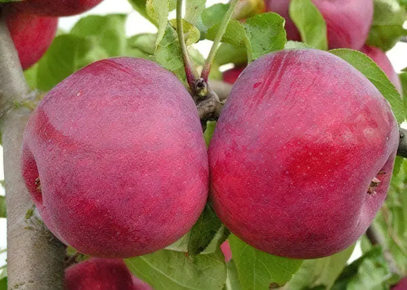 Осінні сорти яблунь зберігаються до середини зими