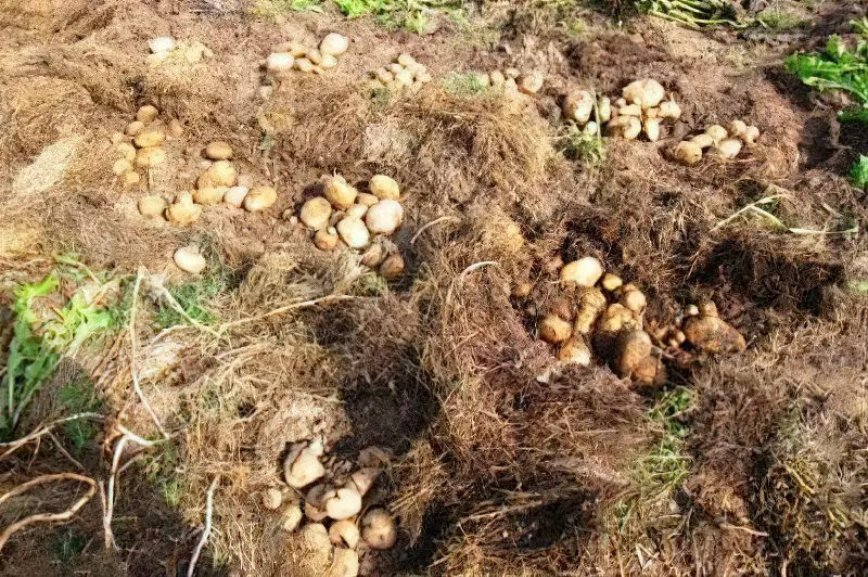 Ефективні способи посадки картоплі