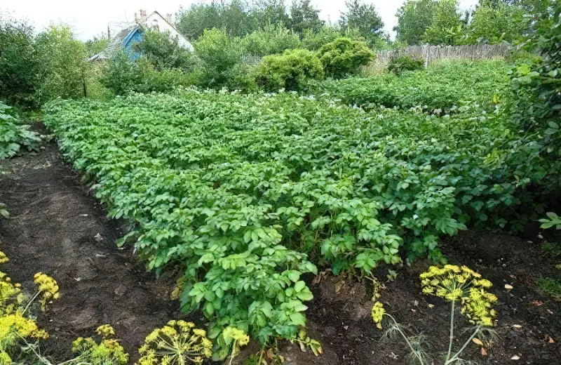 Вирощування картоплі на ділянці