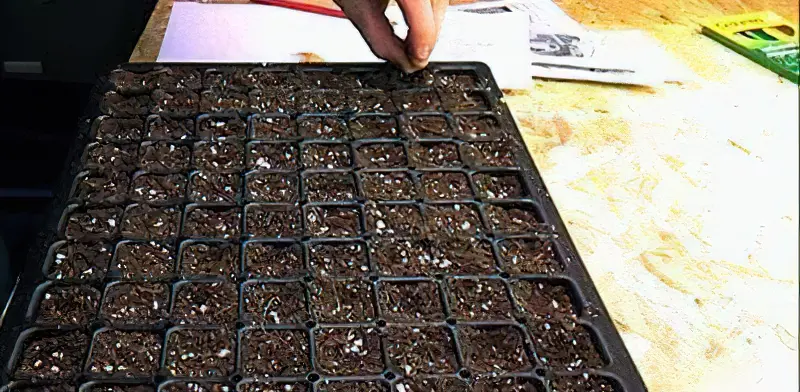 Як виростити розсаду баклажанів: посів