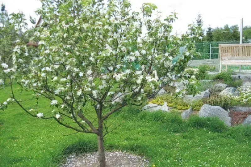Фото дерева груші навесні