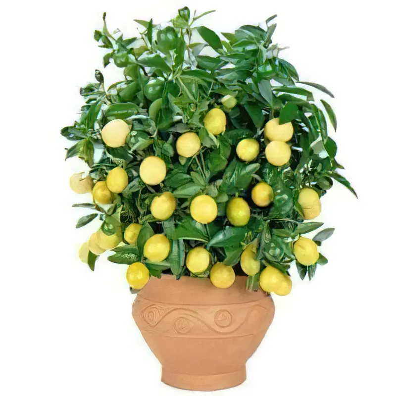 дорослий лимон фото
