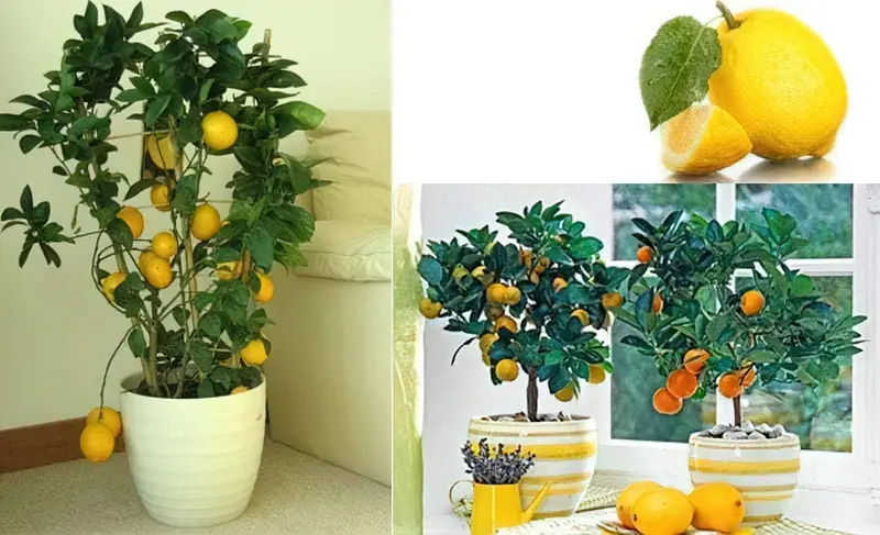 лимонне дерево в горщику
