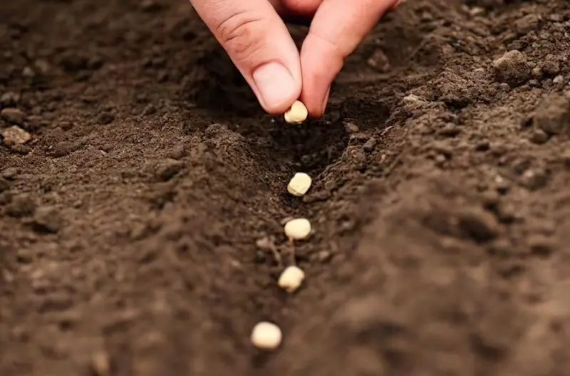 Як садити часник з насіння