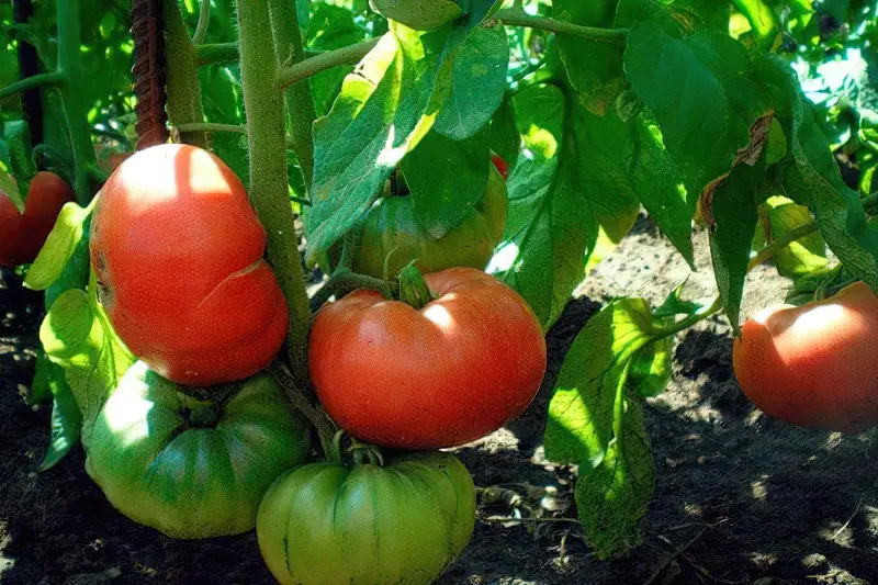Плоди томатів