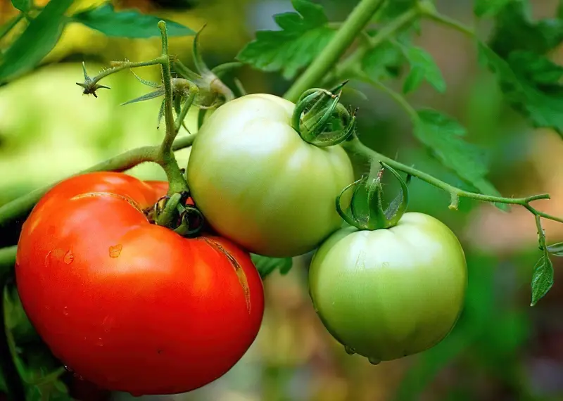 Оберіть перевірені сорти томатів з високою продуктивністю