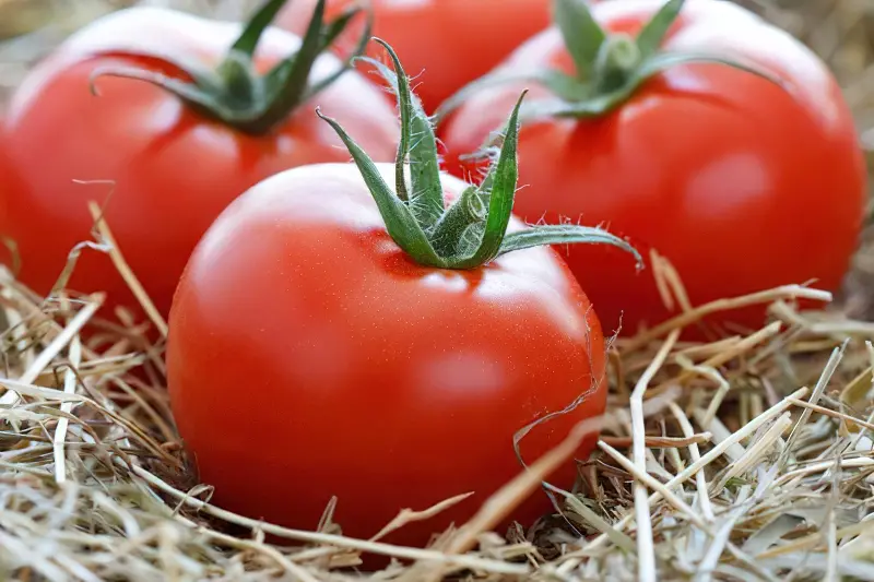 Консервація помідорів власноруч: швидкий рецепт з додаванням спецій