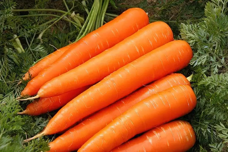 Сорт моркви-Вітамінна-6