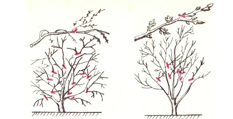 Схема обрізки кущоподібної і деревовидної вишні